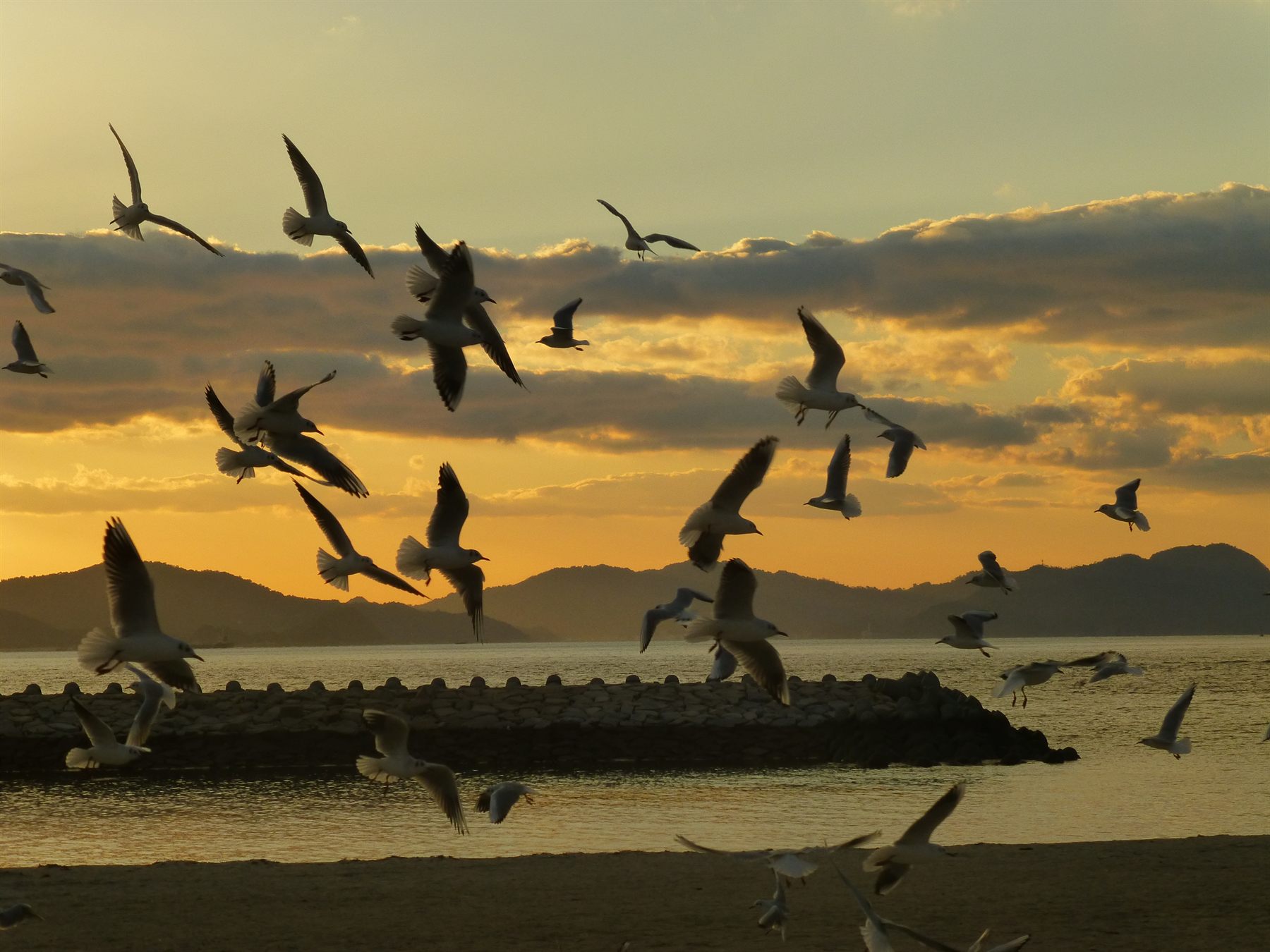 夕景の海を舞うかもめ